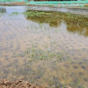 黑臭河道生态修复底质改良剂良 微生物菌剂水体治理水质改